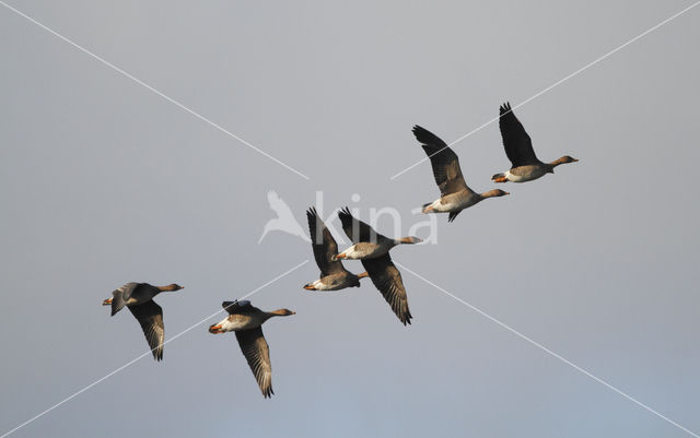 Bean Goose (Anser fabalis)