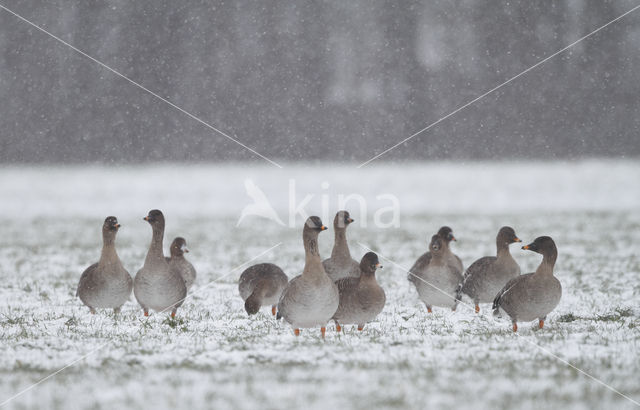 Bean Goose (Anser fabalis)