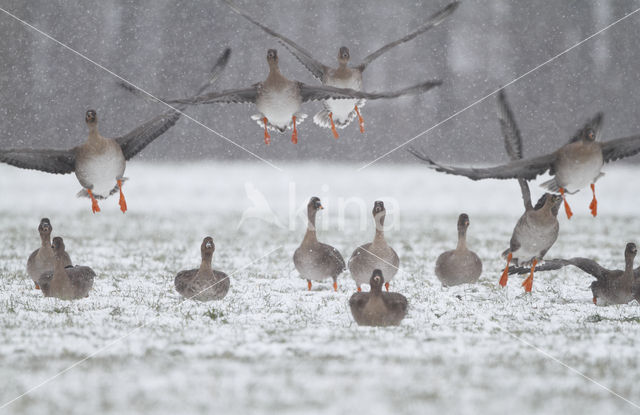 Bean Goose (Anser fabalis)