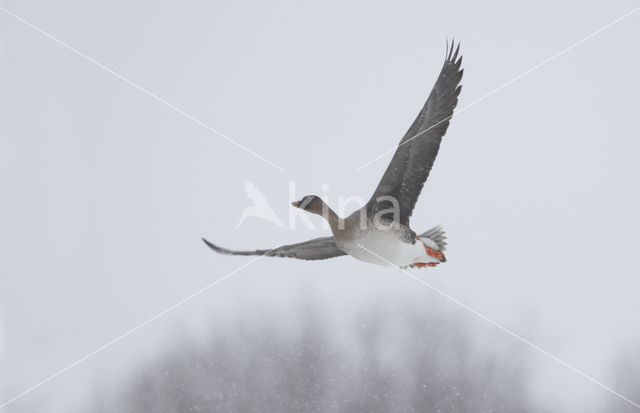 Bean Goose (Anser fabalis)