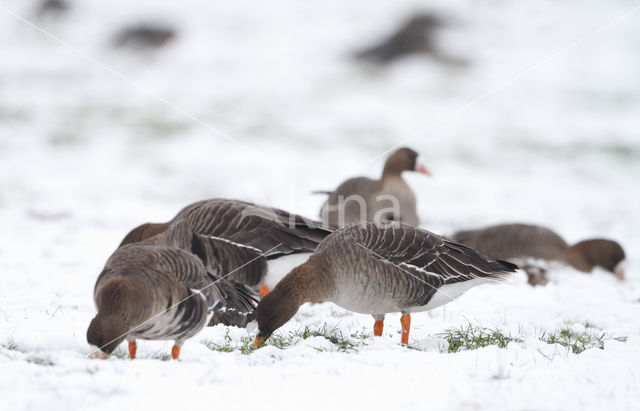 Bean Goose (Anser fabalis)