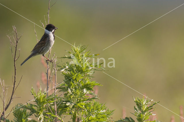 Rietgors (Emberiza schoeniclus)
