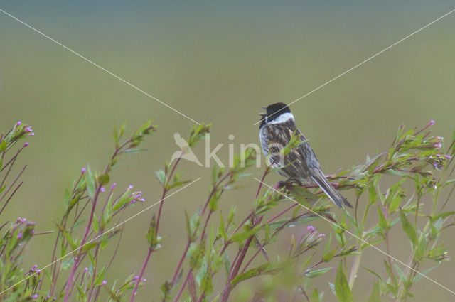 Reed Bunting (Emberiza schoeniclus)
