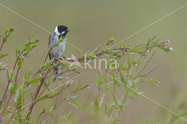 Rietgors (Emberiza schoeniclus)