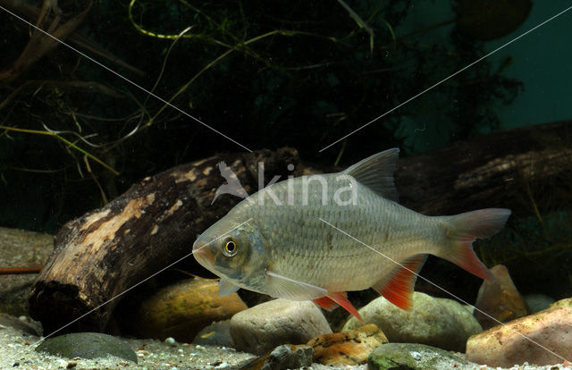 Common rudd (Scardinius erythrophthalmus)