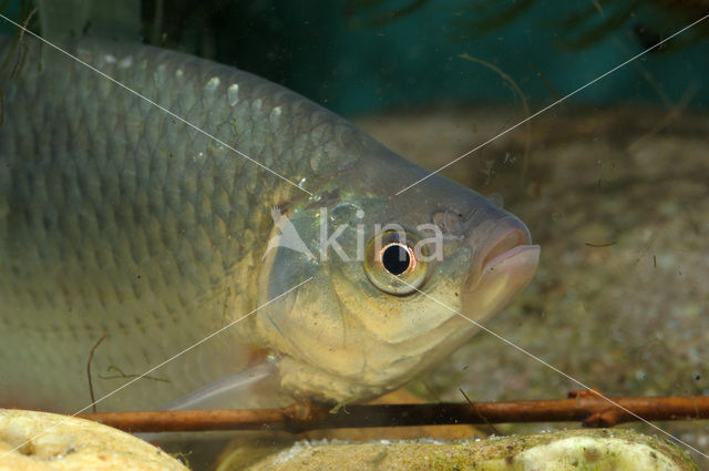 Common rudd (Scardinius erythrophthalmus)