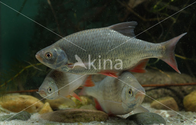 Common rudd (Scardinius erythrophthalmus)