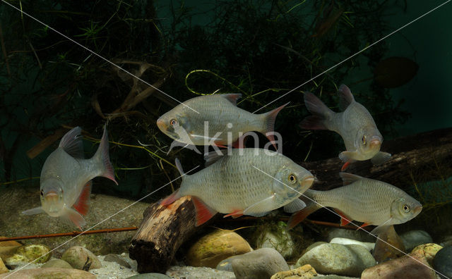 Common rudd (Scardinius erythrophthalmus)