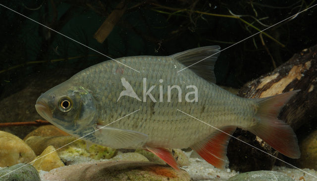 Common rudd (Scardinius erythrophthalmus)