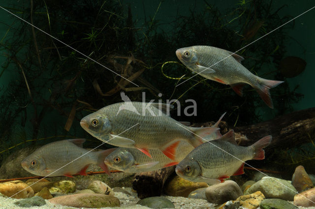 Common rudd (Scardinius erythrophthalmus)