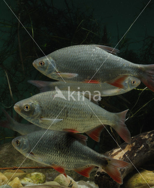 Common rudd (Scardinius erythrophthalmus)