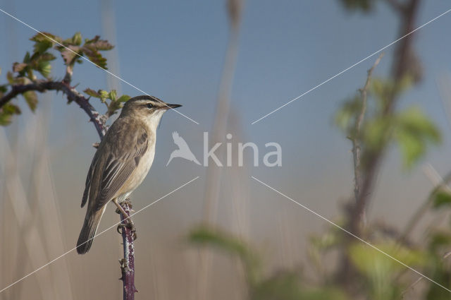 Sedge Warbler (Acrocephalus schoenobaenus)