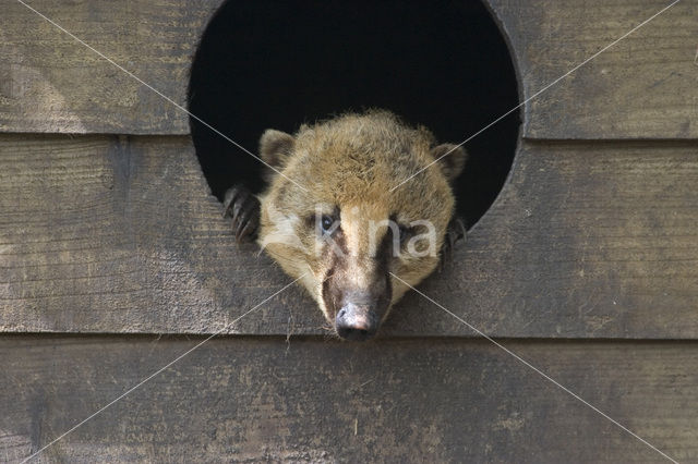 South American coati (Nasua nasua)