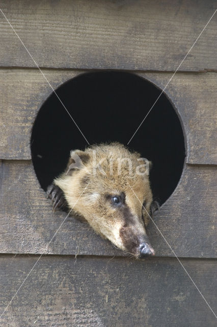 South American coati (Nasua nasua)