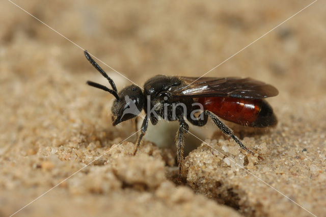 Sphecodes ferruginatus