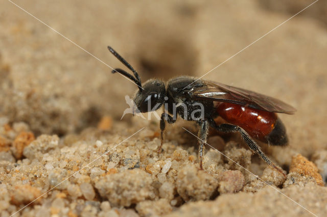 Sphecodes ferruginatus