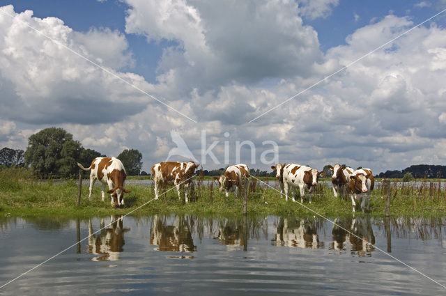 red-and-white Cow (Bos domesticus)