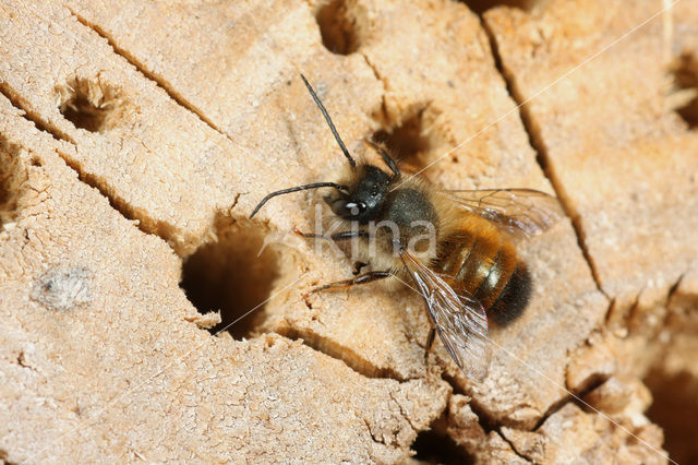 Rosse metselbij (Osmia rufa)