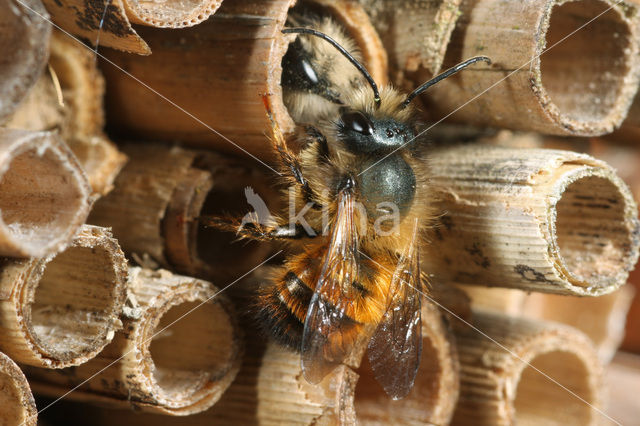 Rosse metselbij (Osmia rufa)