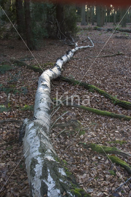 Ruwe berk (Betula pendula)