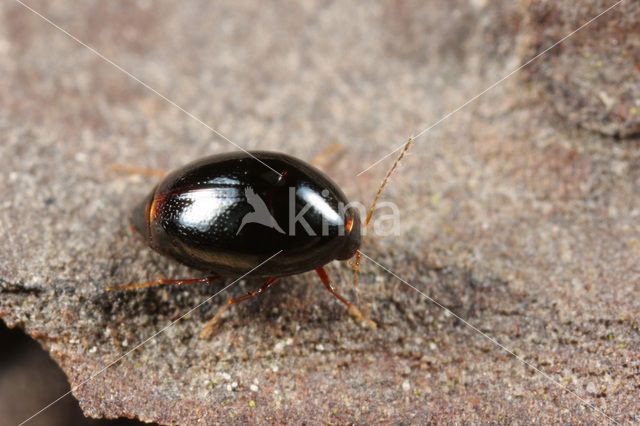 Scaphisoma agaricinum