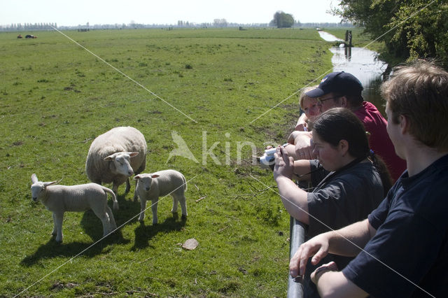 Schaap (Ovis domesticus)