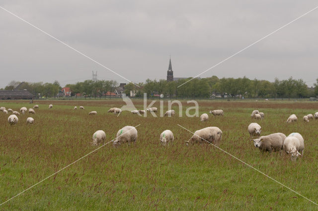 Schaap (Ovis domesticus)