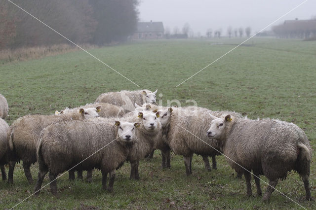 Schaap (Ovis domesticus)