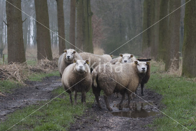 Schaap (Ovis domesticus)