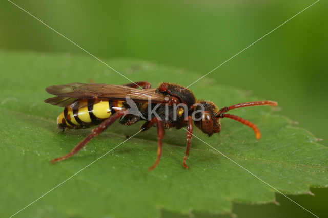 Signaalwespbij (Nomada signata)