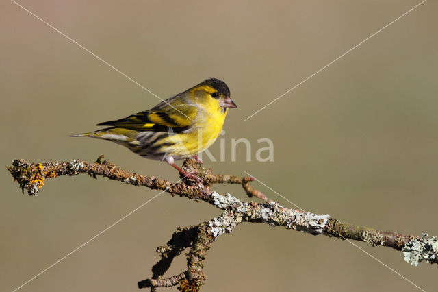 Eurasian Siskin (Carduelis spinus)