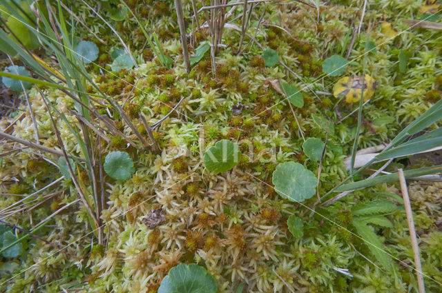 Slank veenmos (Sphagnum recurvum)