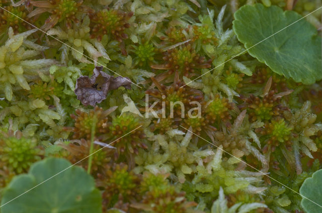 Slank veenmos (Sphagnum recurvum)