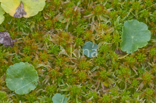 Slank veenmos (Sphagnum recurvum)