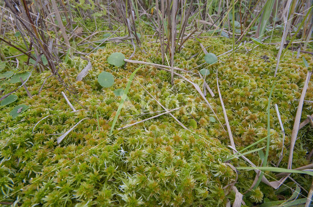 Slank veenmos (Sphagnum recurvum)