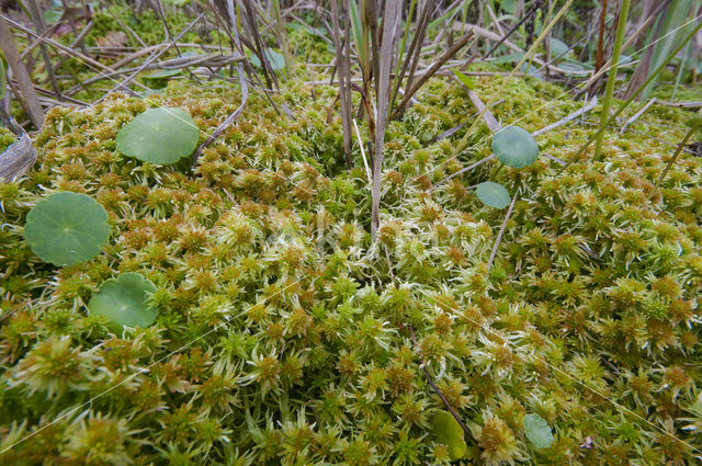 Slank veenmos (Sphagnum recurvum)