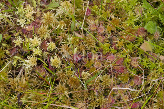 Slank veenmos (Sphagnum recurvum)