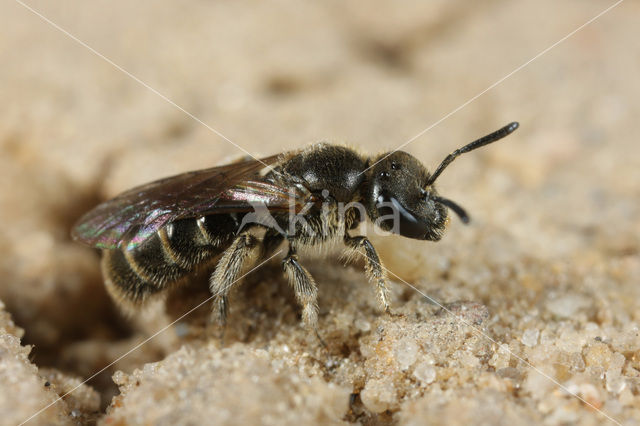 Slanke groefbij (Lasioglossum fulvicorne)