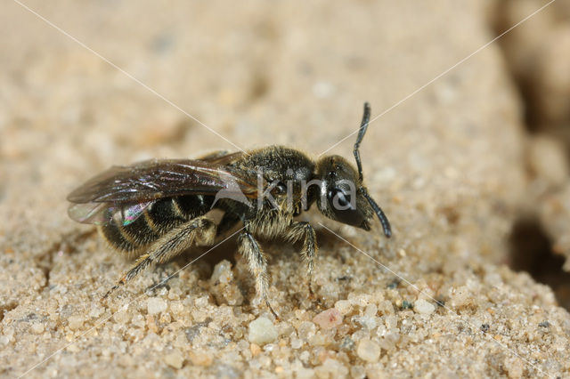 Slanke groefbij (Lasioglossum fulvicorne)