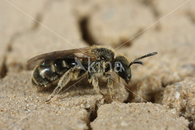 Slanke groefbij (Lasioglossum fulvicorne)