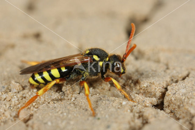 Gooden’s Nomad Bee (Nomada goodeniana)