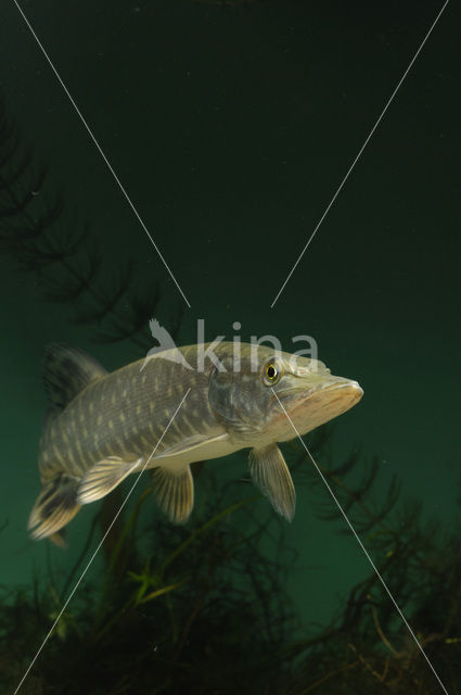 Northern Pike (Esox lucius)