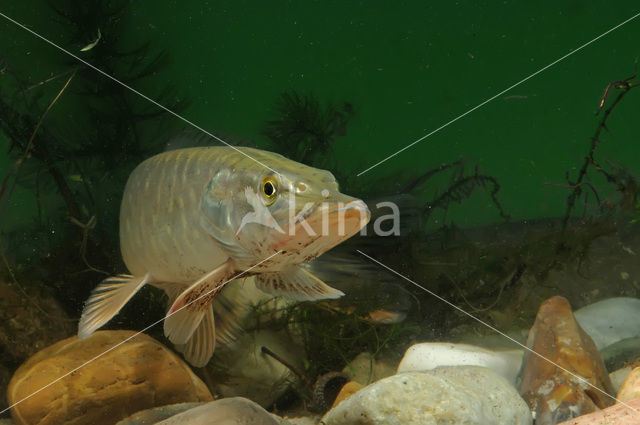 Northern Pike (Esox lucius)