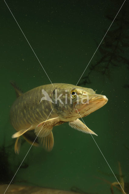 Northern Pike (Esox lucius)