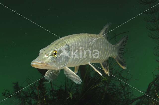 Northern Pike (Esox lucius)