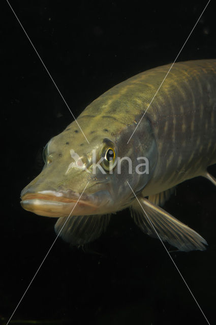 Northern Pike (Esox lucius)