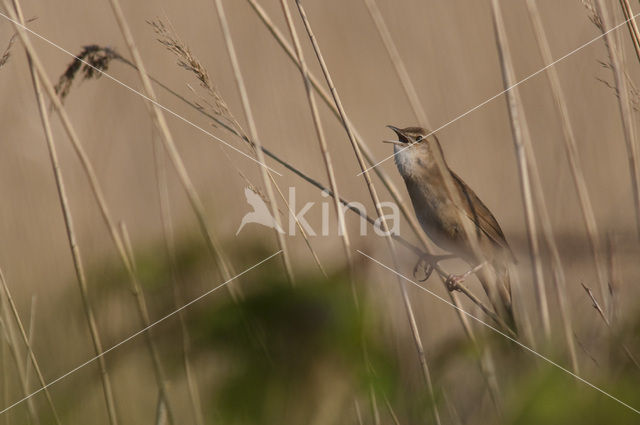 Savi’s Warbler (Locustella luscinioides)