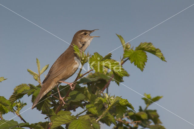 Savi’s Warbler (Locustella luscinioides)