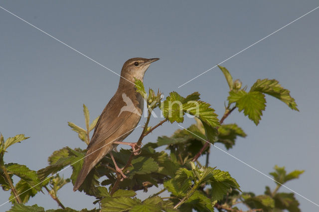 Savi’s Warbler (Locustella luscinioides)