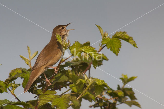 Savi’s Warbler (Locustella luscinioides)